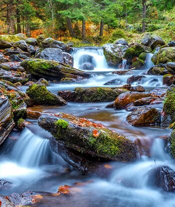 Forest Stream in Autumn